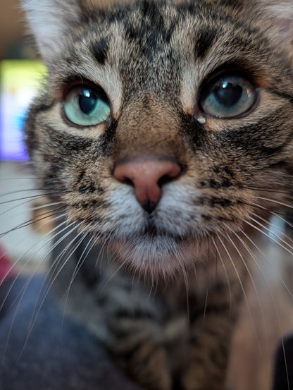 Monsieur Berlingot de lait 🐈