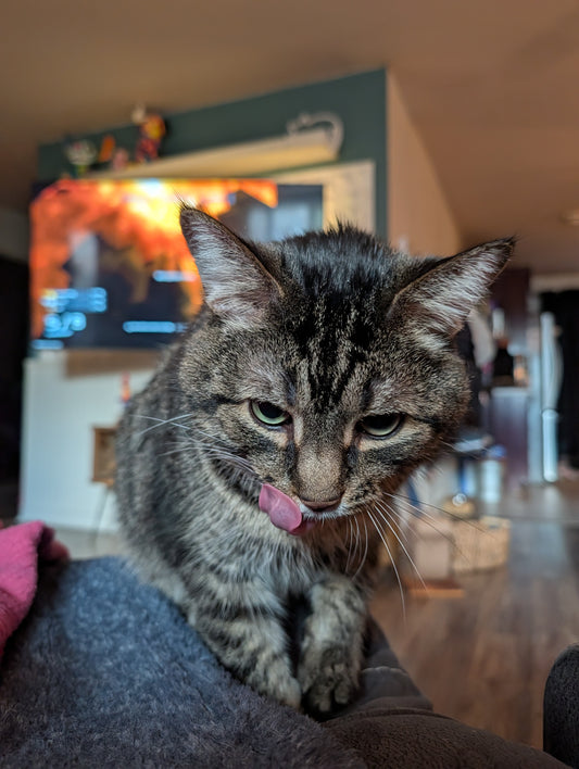 Monsieur Berlingot de lait 🐈